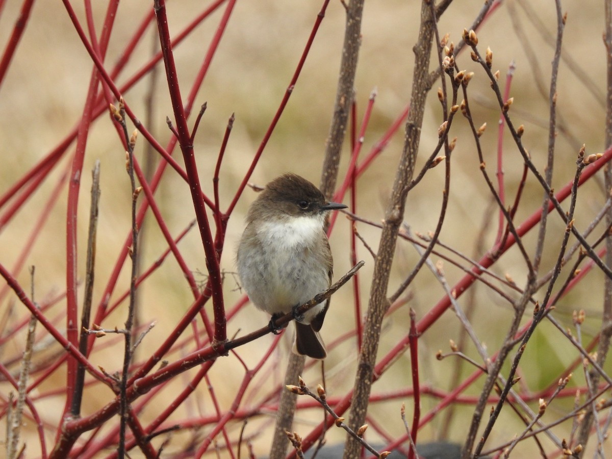 Eastern Phoebe - ML634358527