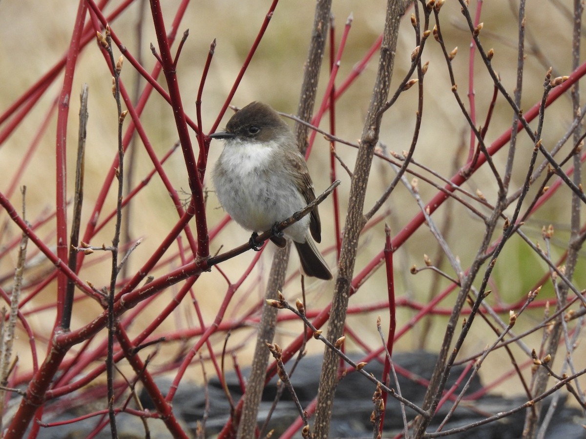Eastern Phoebe - ML634358528