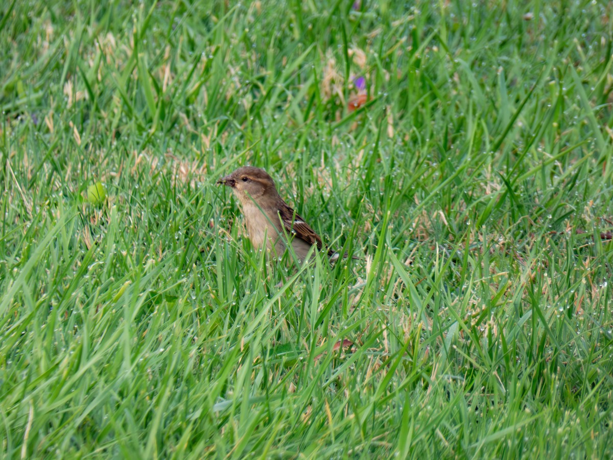 House Sparrow - ML634358534