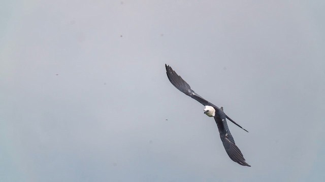 Swallow-tailed Kite - ML634358628