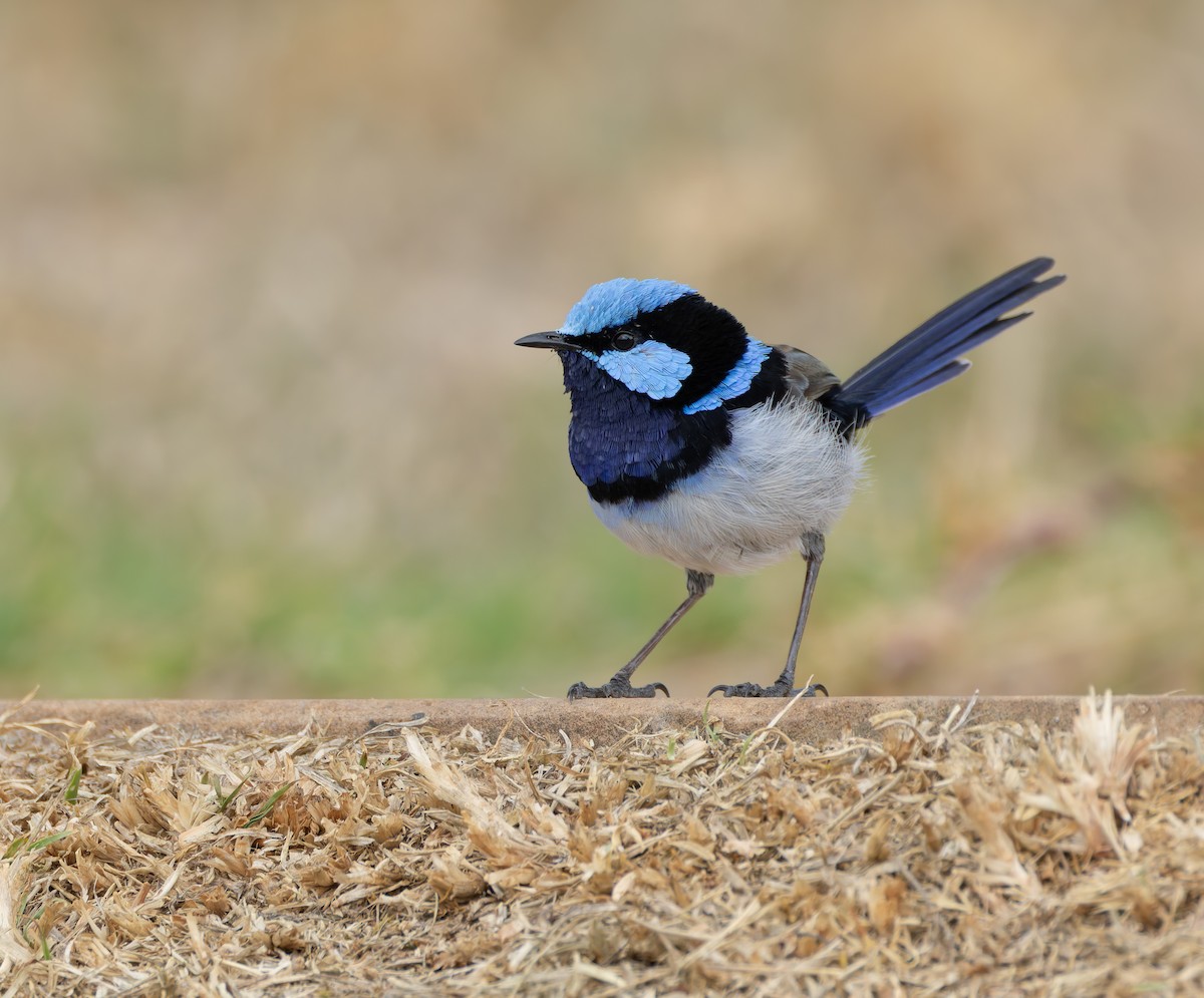 Superb Fairywren - ML634358656