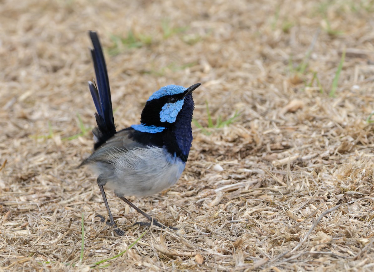 Superb Fairywren - ML634358663
