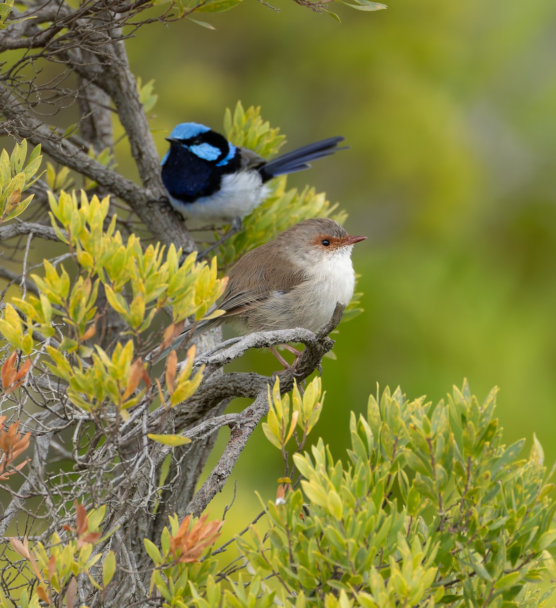 Superb Fairywren - ML634358664