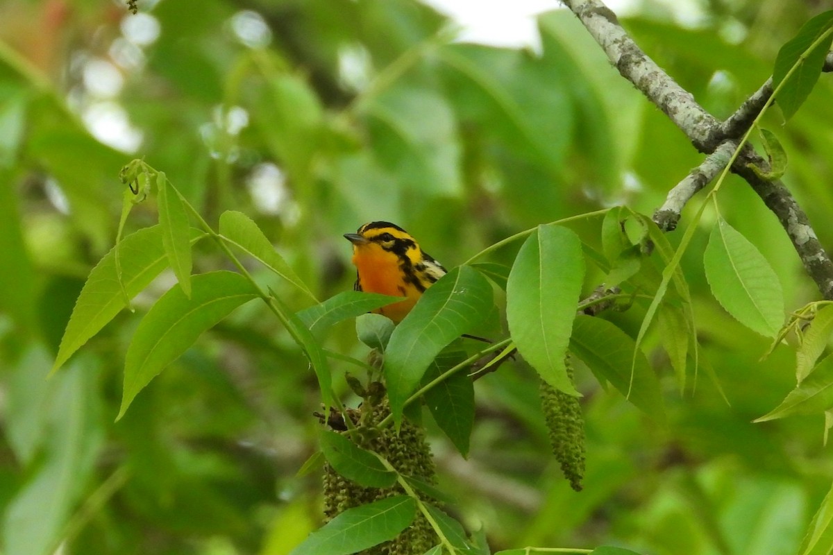 Blackburnian Warbler - ML634358701