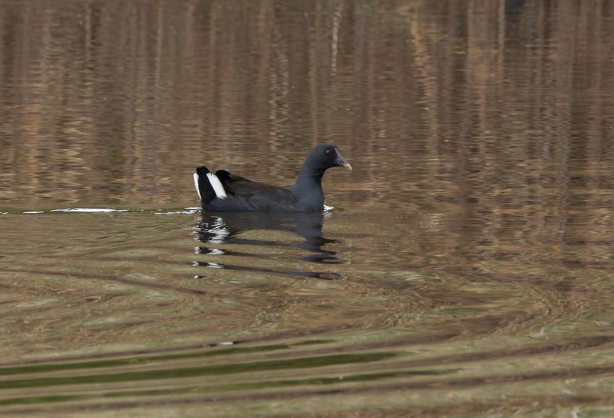 Dusky Moorhen - ML634358702