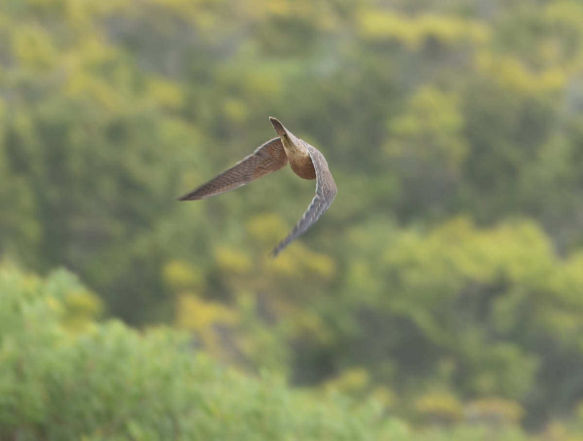 Australian Hobby - ML634358704