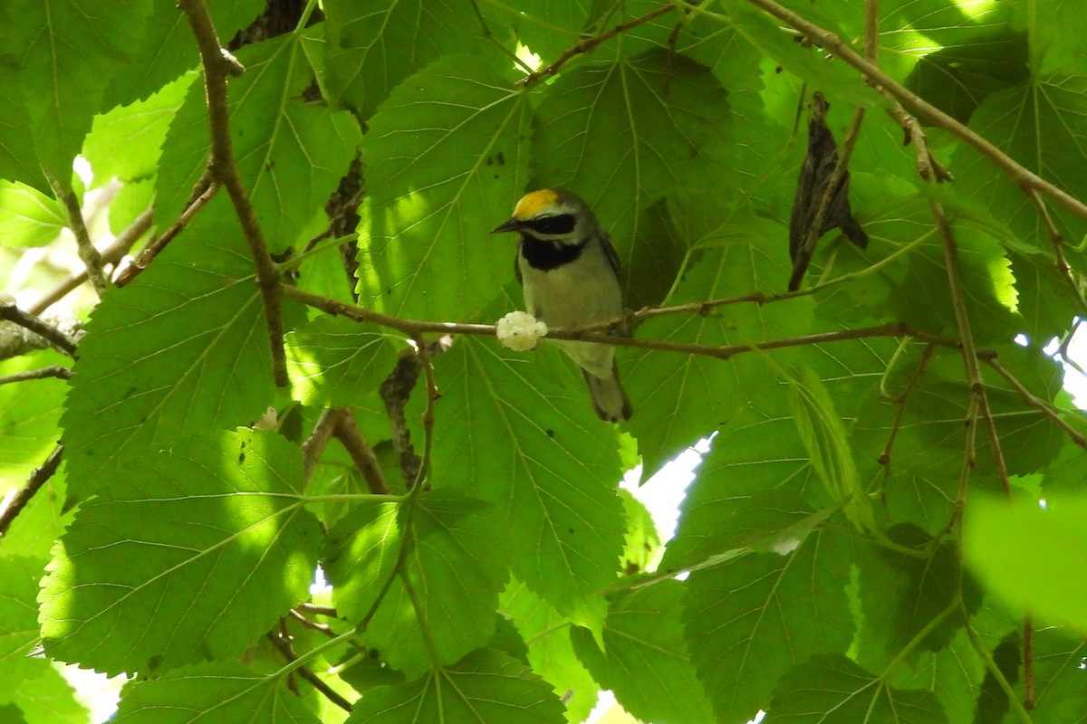 Golden-winged Warbler - ML634358715