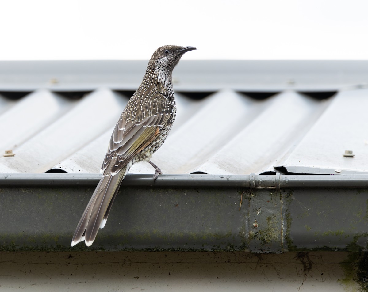 Little Wattlebird - ML634358723