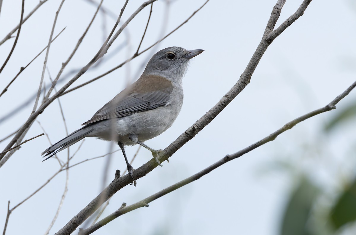 Gray Shrikethrush - ML634358729