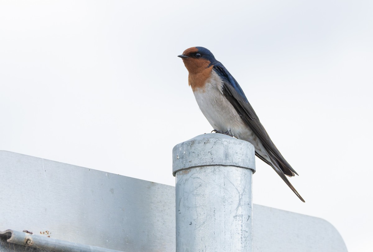 Welcome Swallow - ML634358734