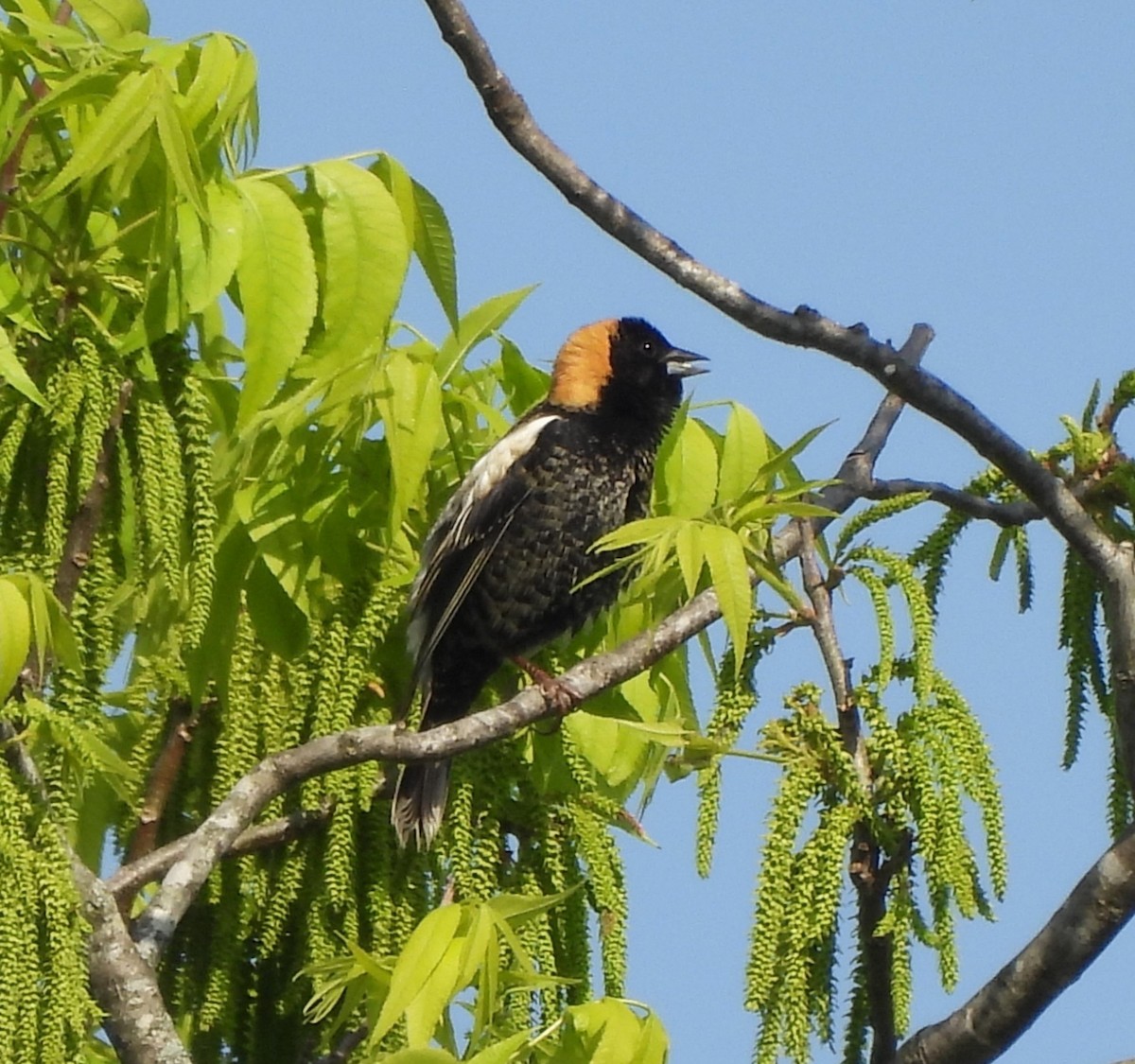 Bobolink - ML634358744