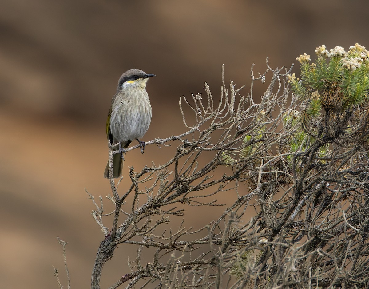 Singing Honeyeater - ML634358768