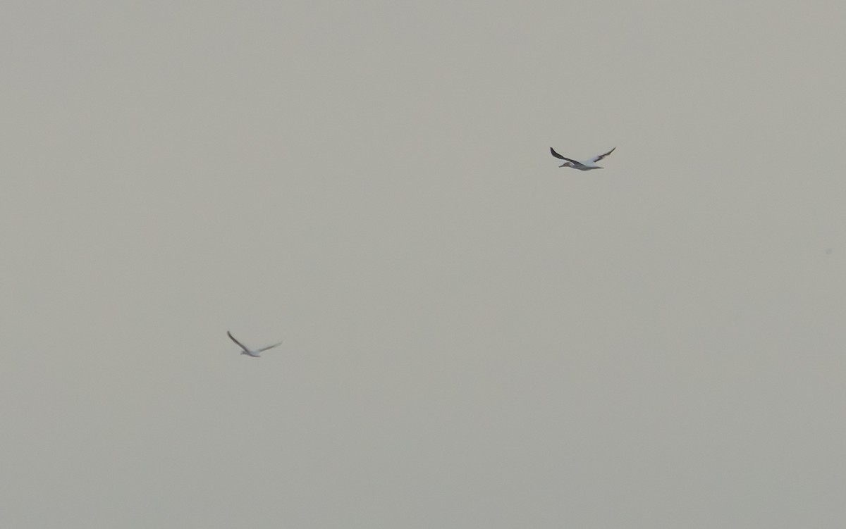 Australasian Gannet - ML634358777