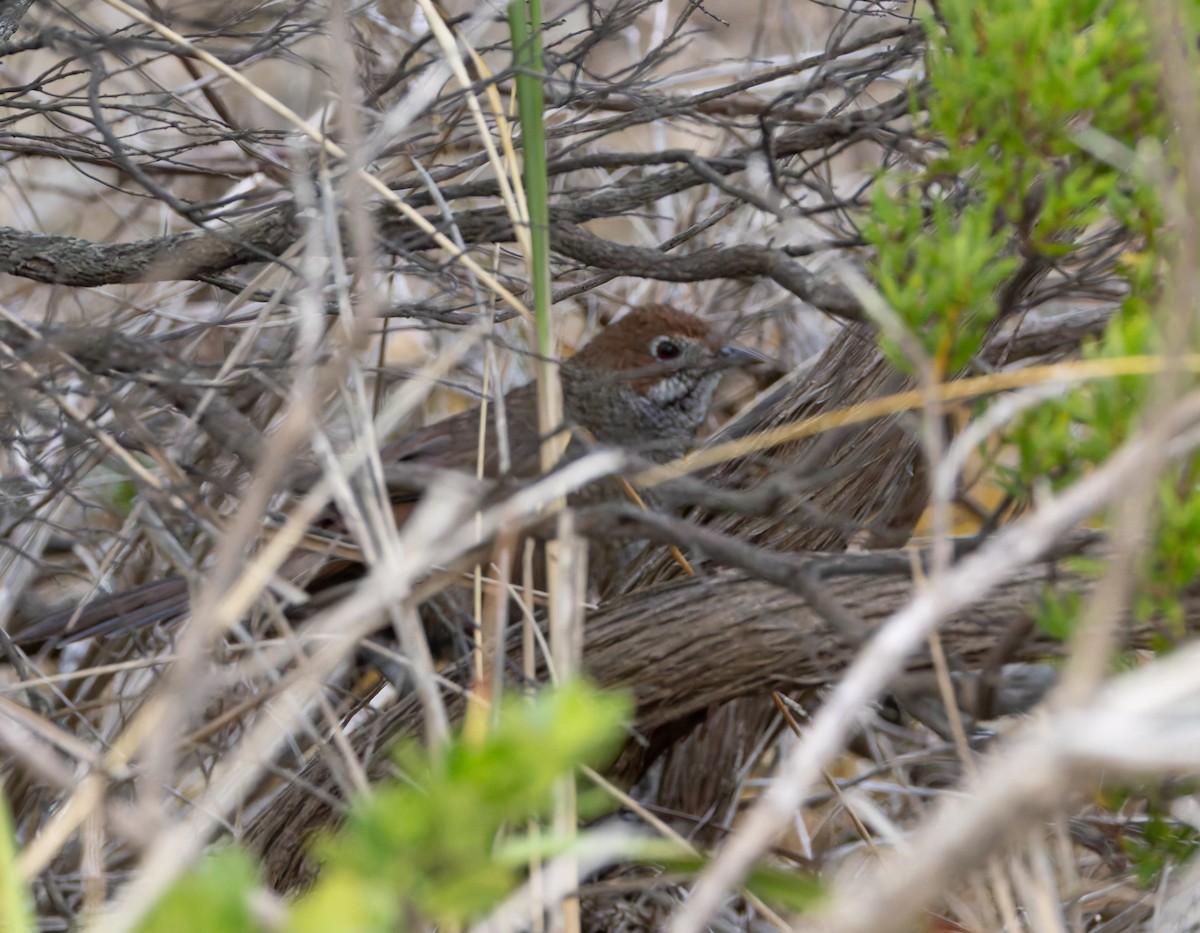 Rufous Bristlebird - ML634358788