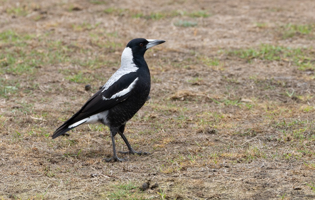 Australian Magpie - ML634358802