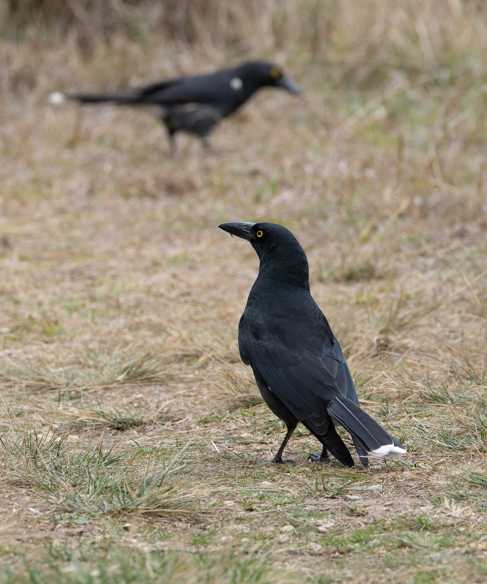 Pied Currawong - ML634358804