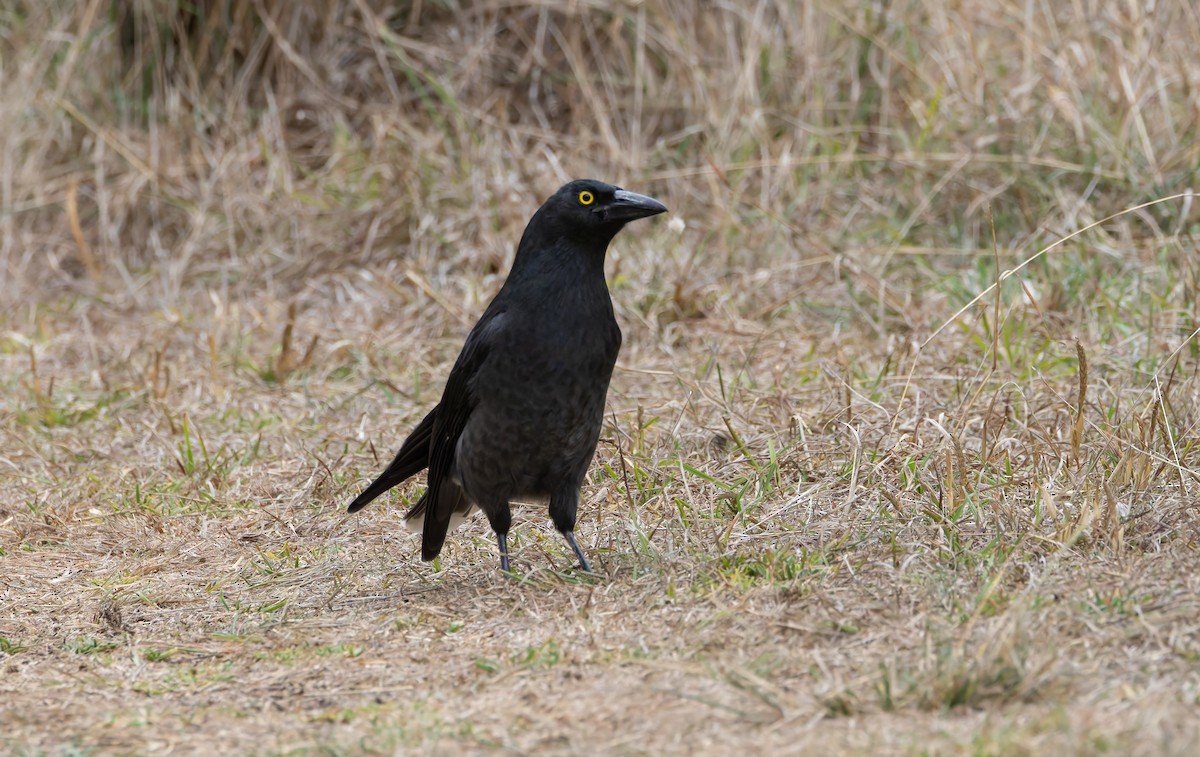 Pied Currawong - ML634358805