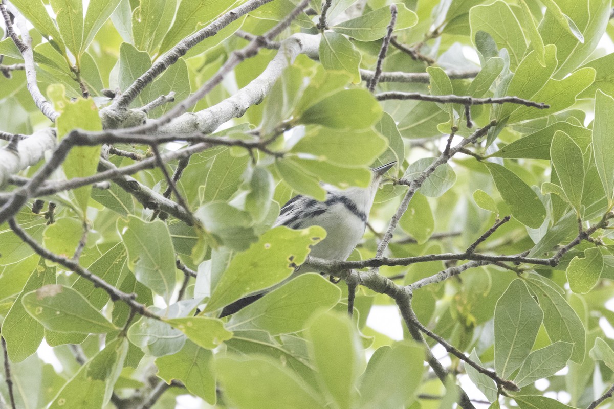 Cerulean Warbler - ML634358893