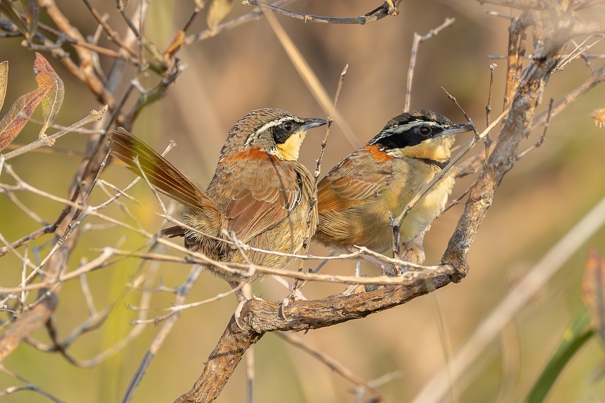 Collared Crescentchest - ML634358894