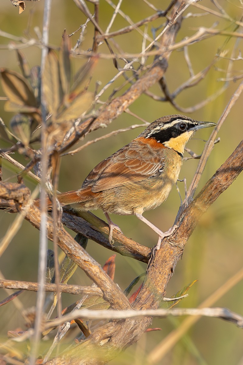 Collared Crescentchest - ML634358907