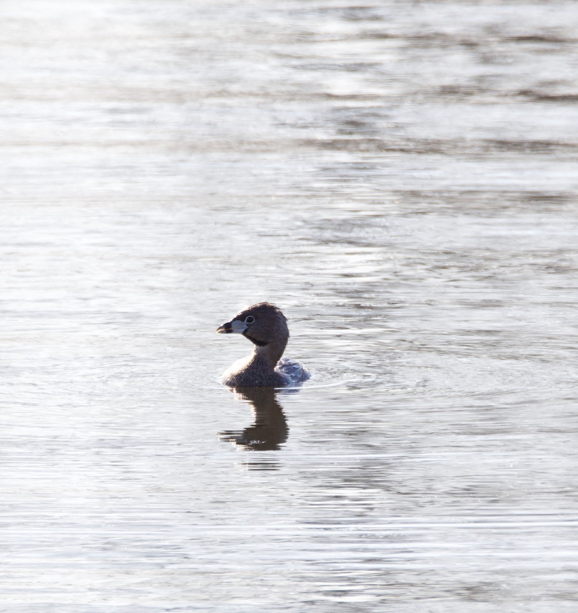 Pied-billed Grebe - ML634358912