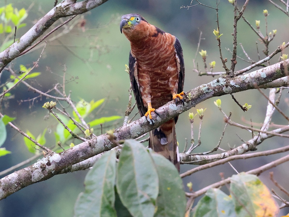 Hook-billed Kite (Hook-billed) - ML634358923