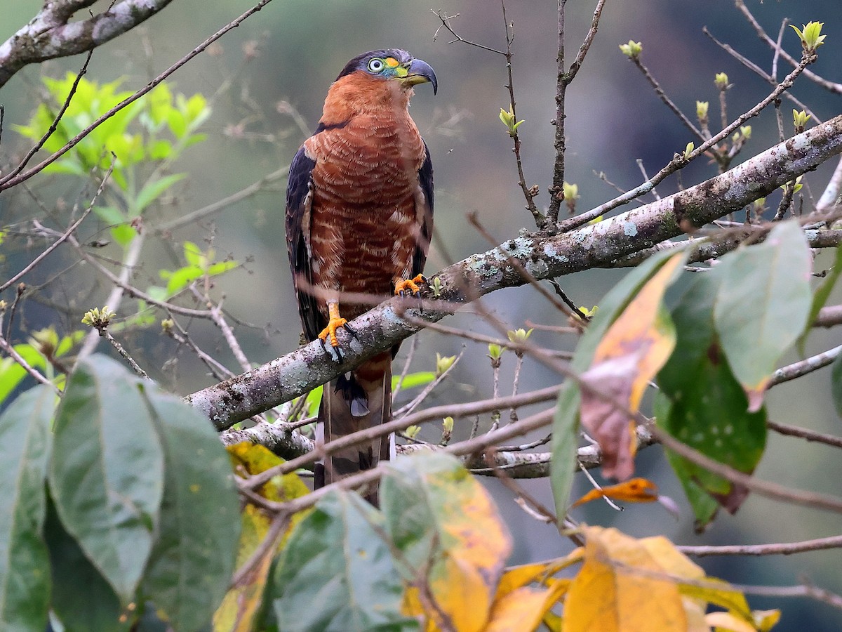 Hook-billed Kite (Hook-billed) - ML634358924