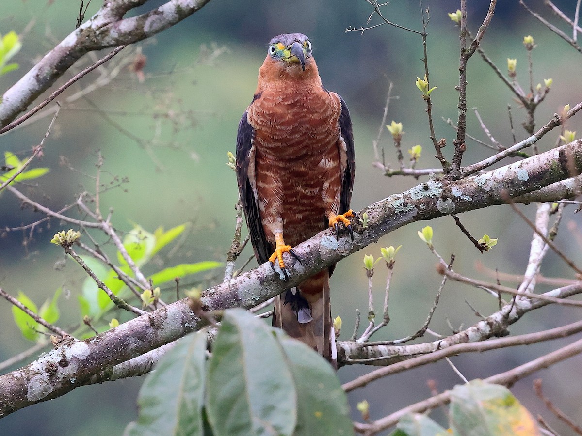 Hook-billed Kite (Hook-billed) - ML634358926