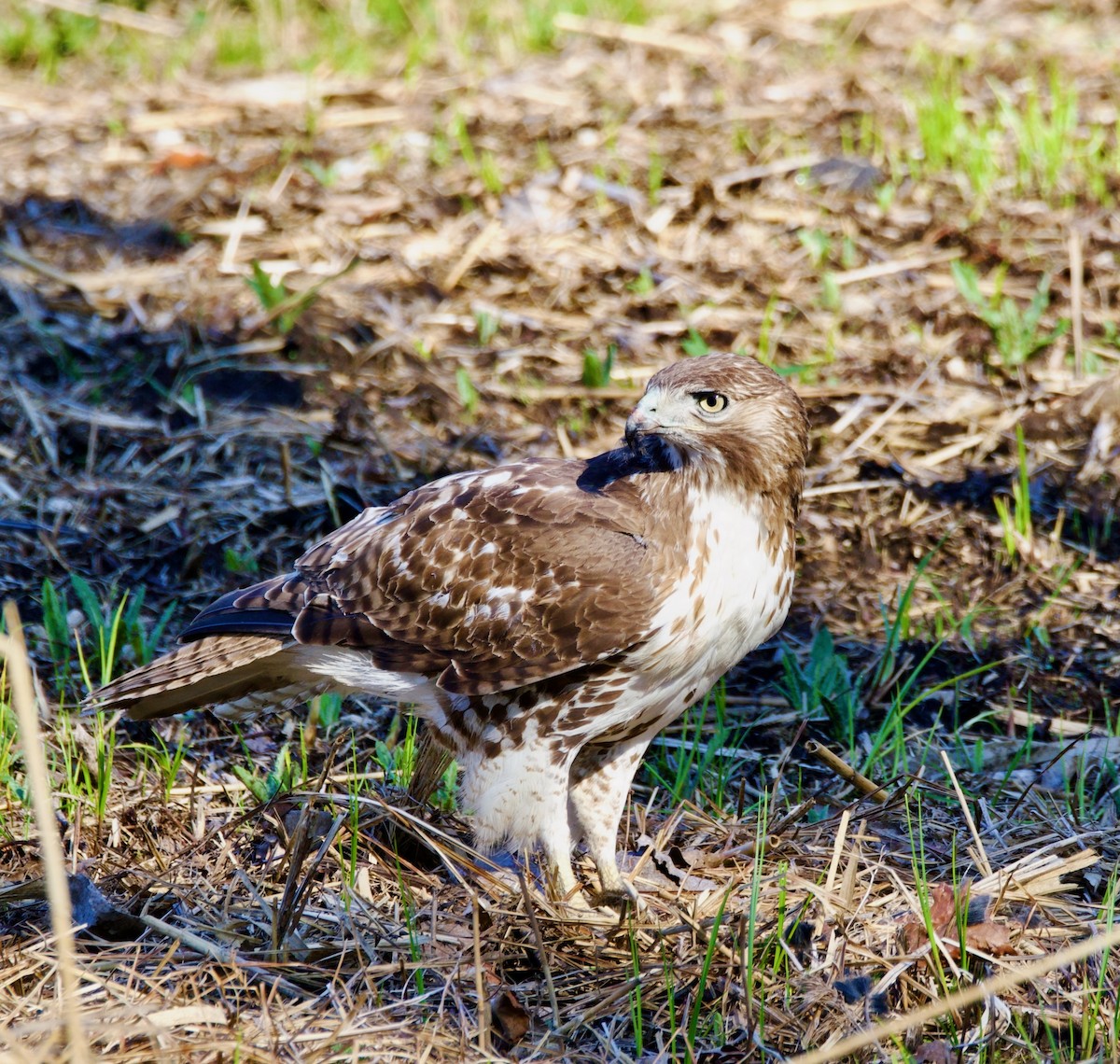 Red-tailed Hawk - ML634358931