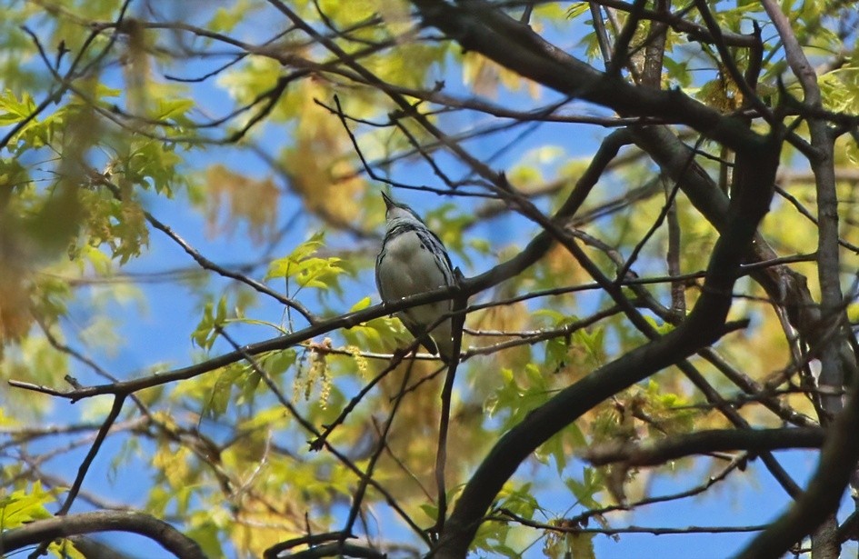 Cerulean Warbler - ML634358932
