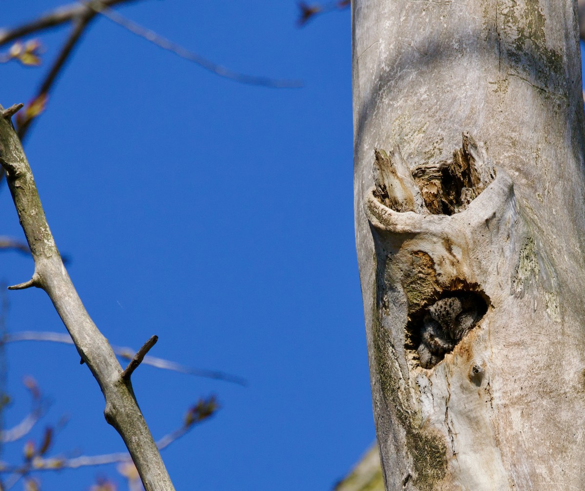 Eastern Screech-Owl - ML634358952