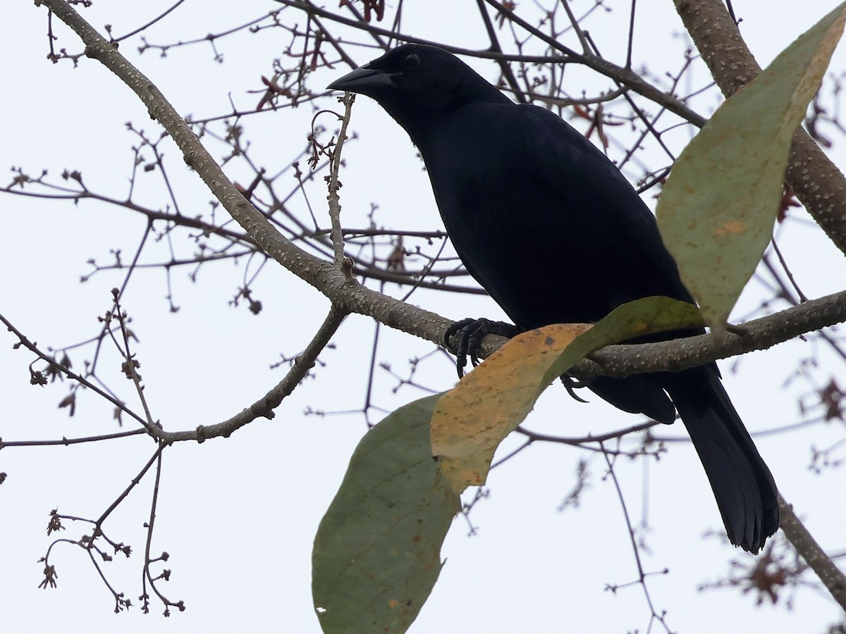Scrub Blackbird - ML634358954