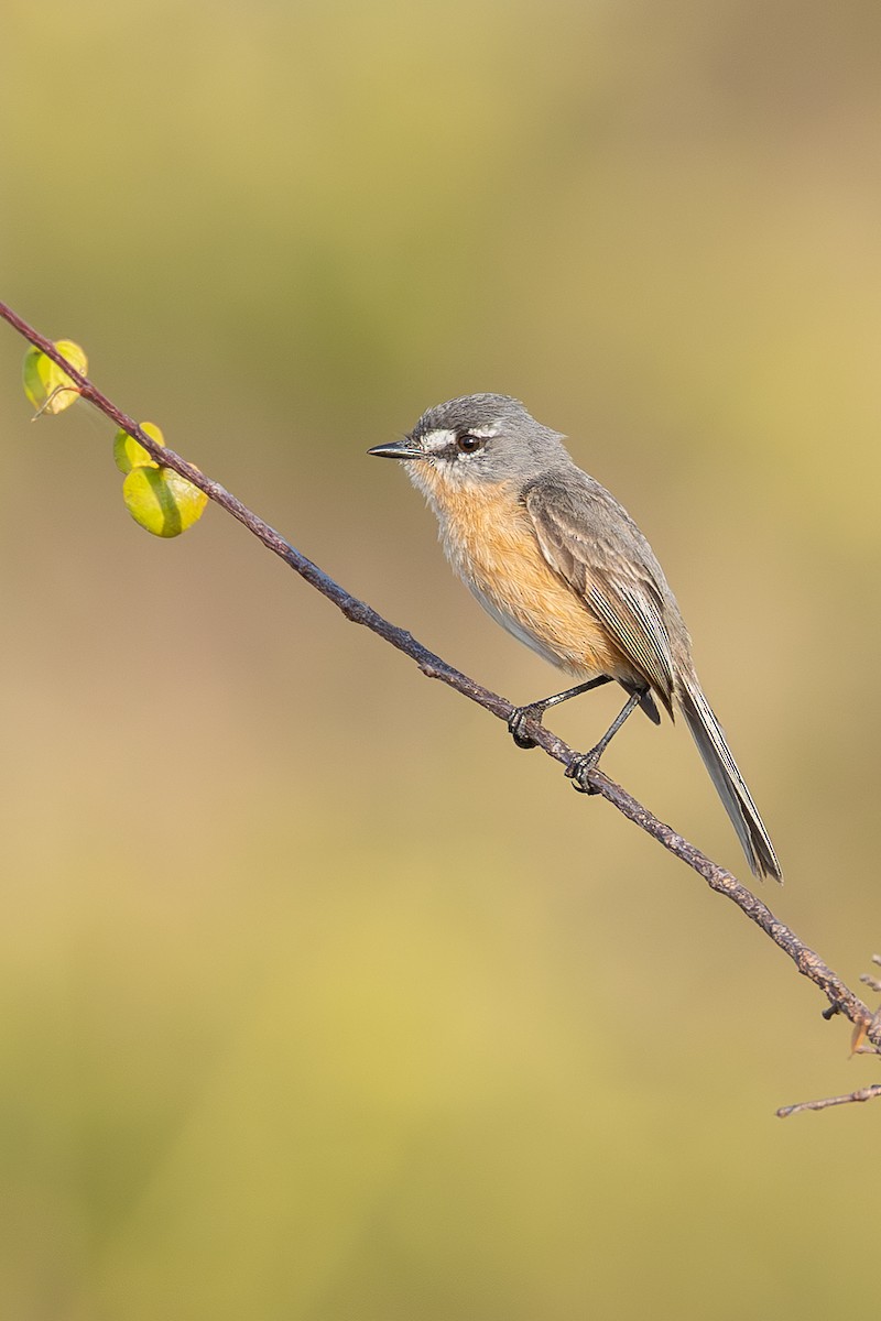 Gray-backed Tachuri - ML634358996