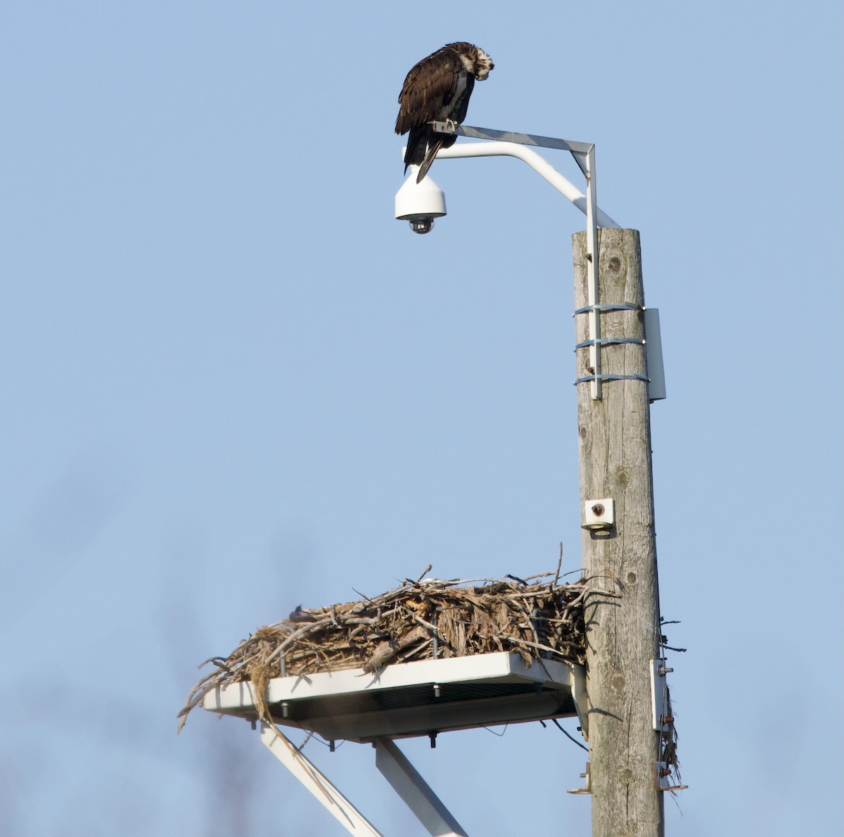 Osprey - ML634358997