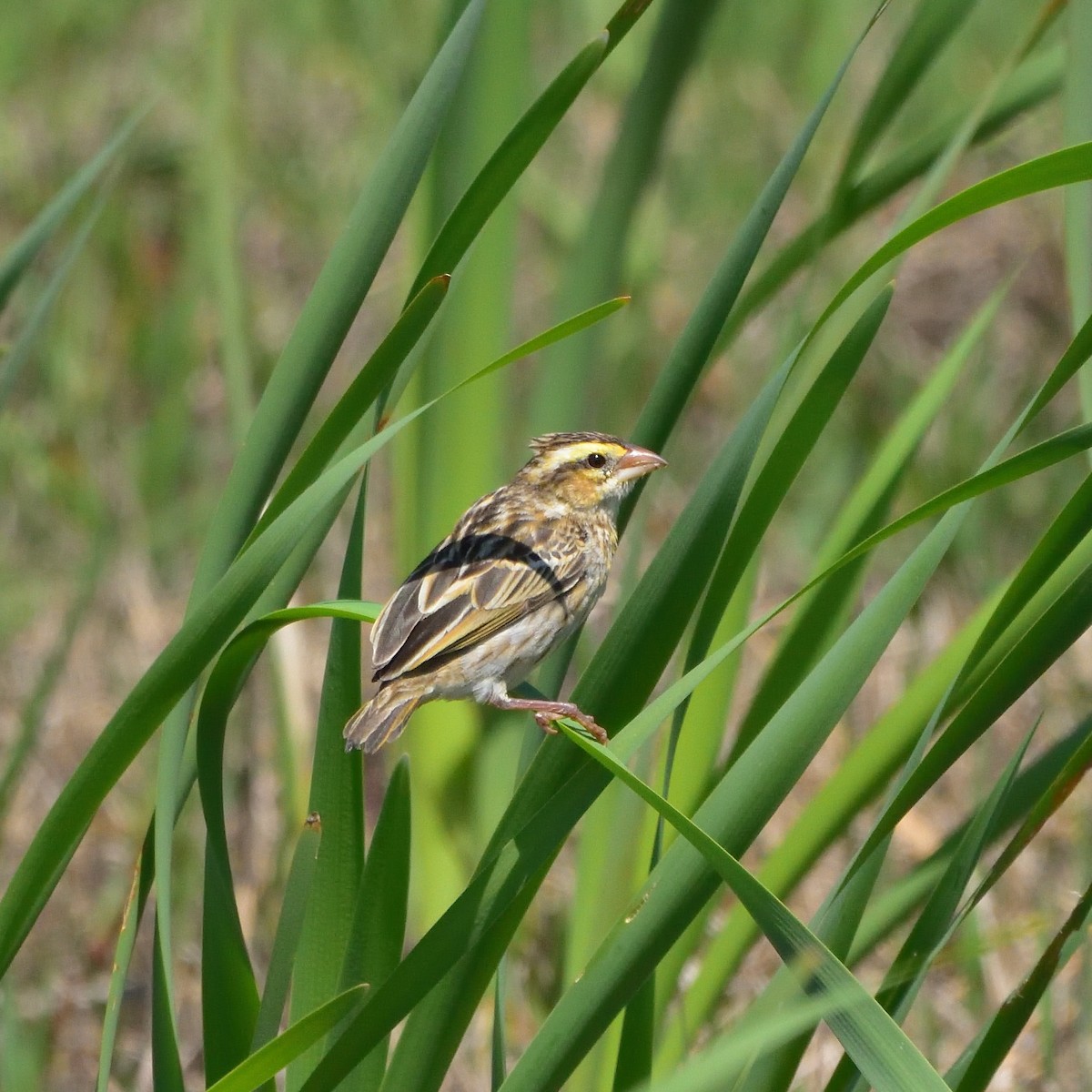 Yellow-crowned Bishop - ML634359012