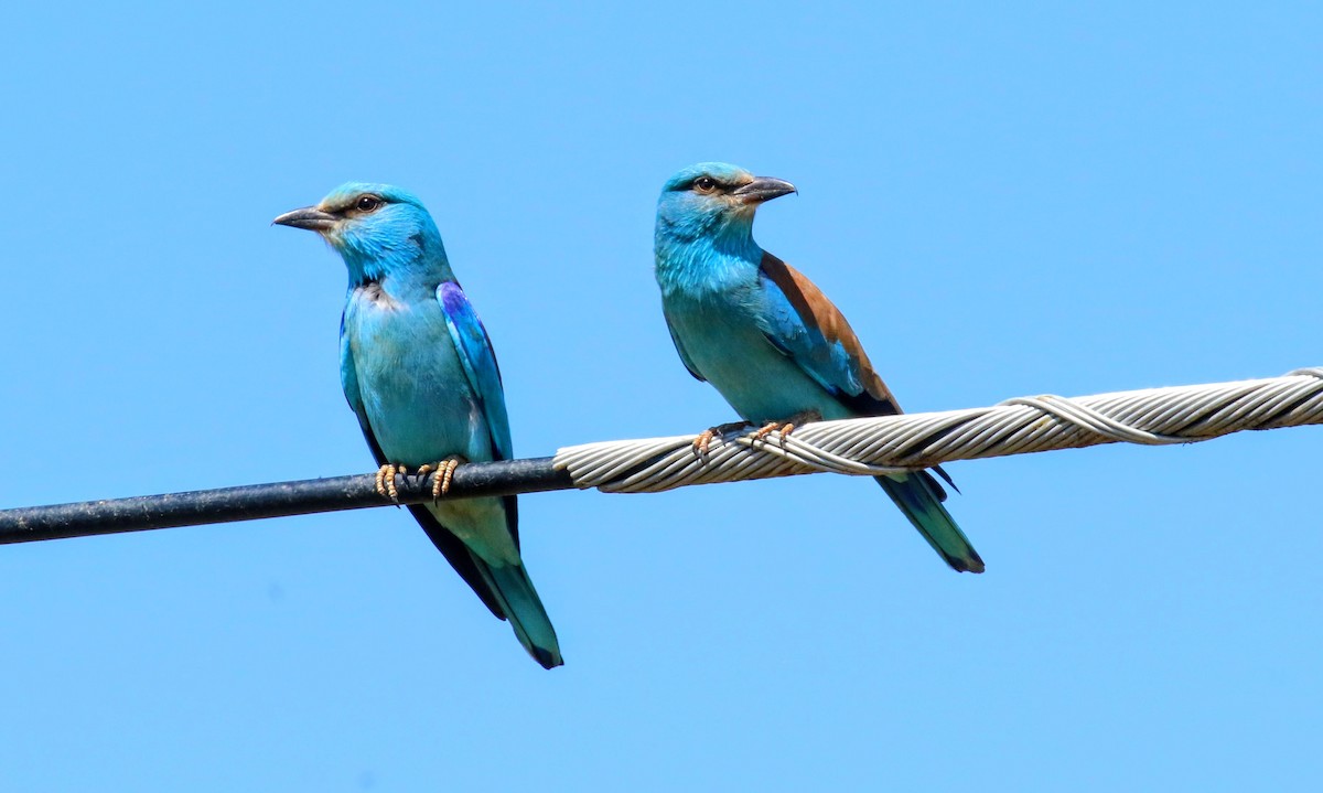 European Roller - ML634359035