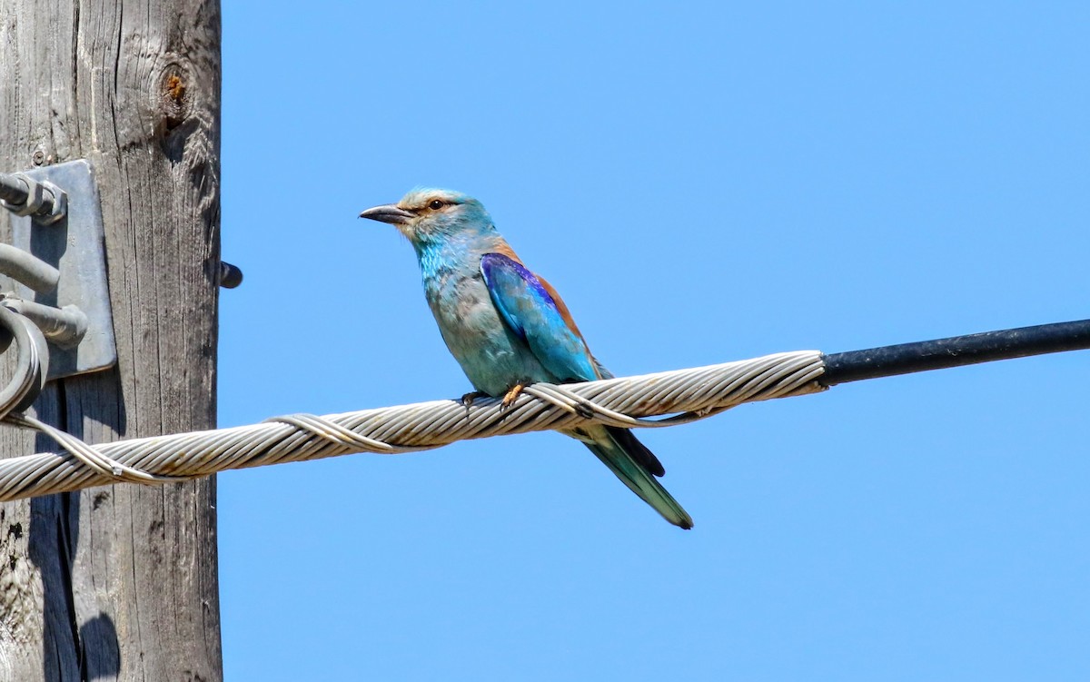 European Roller - ML634359036