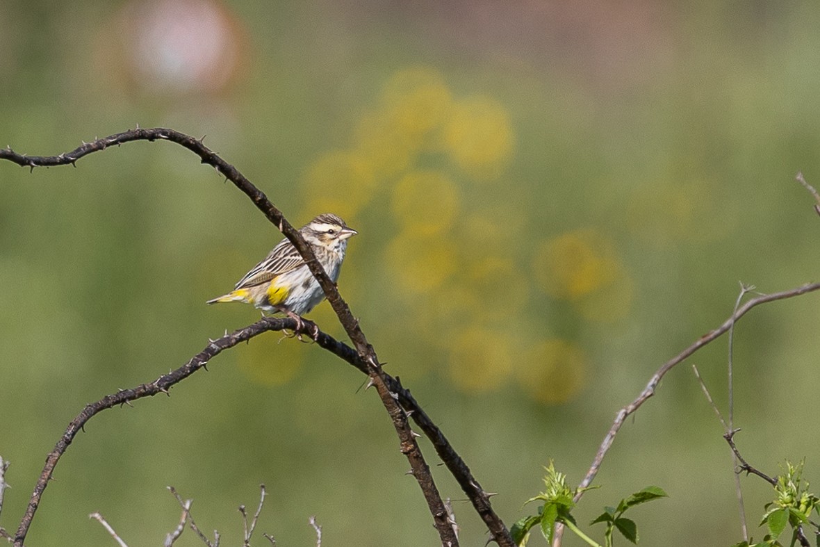 Yellow-crowned Bishop - ML634359089