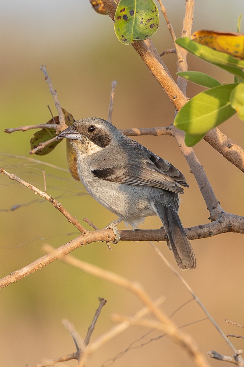 White-banded Tanager - ML634359153
