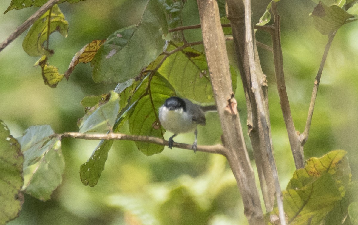 Tropical Gnatcatcher (atricapilla) - ML634359164