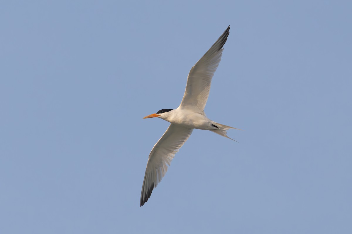 West African Crested Tern - ML634359317