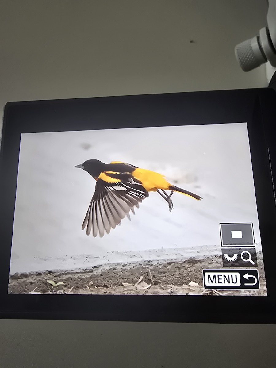 trupiál baltimorský - ML634359355