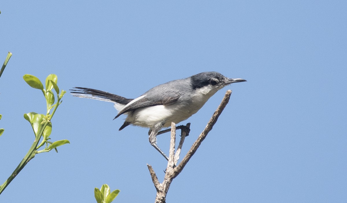 Tropical Gnatcatcher (atricapilla) - ML634359363