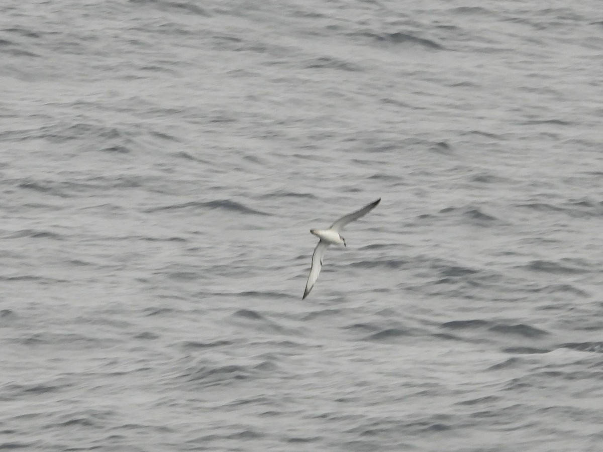 Petrel de las Juan Fernández - ML634359370