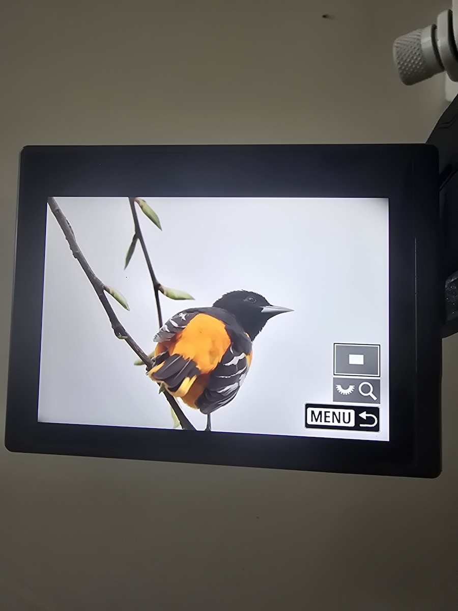 trupiál baltimorský - ML634359372