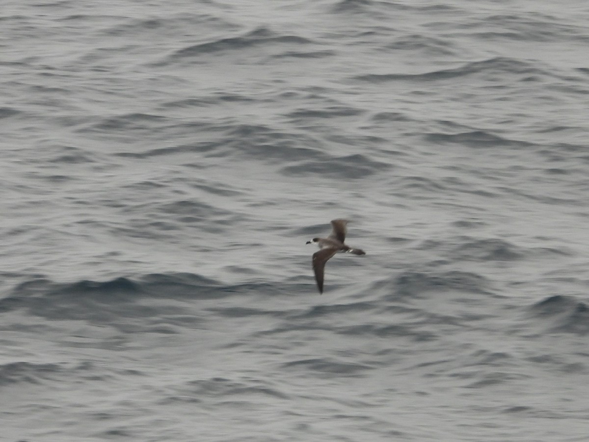 Petrel de las Juan Fernández - ML634359376