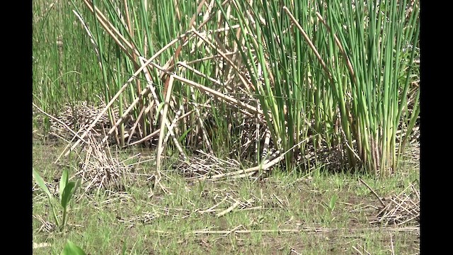 Virginia Rail - ML634359384