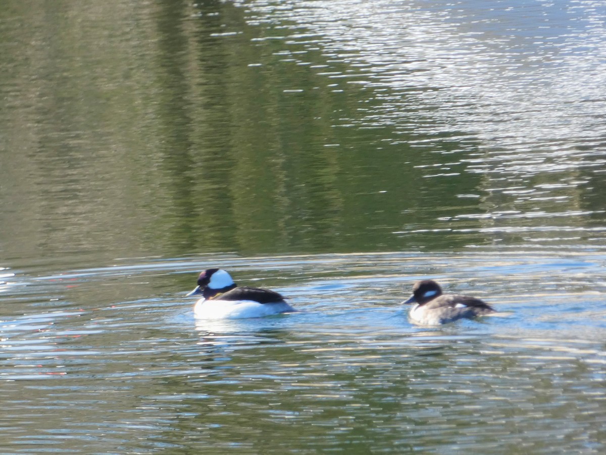 Bufflehead - ML634359401