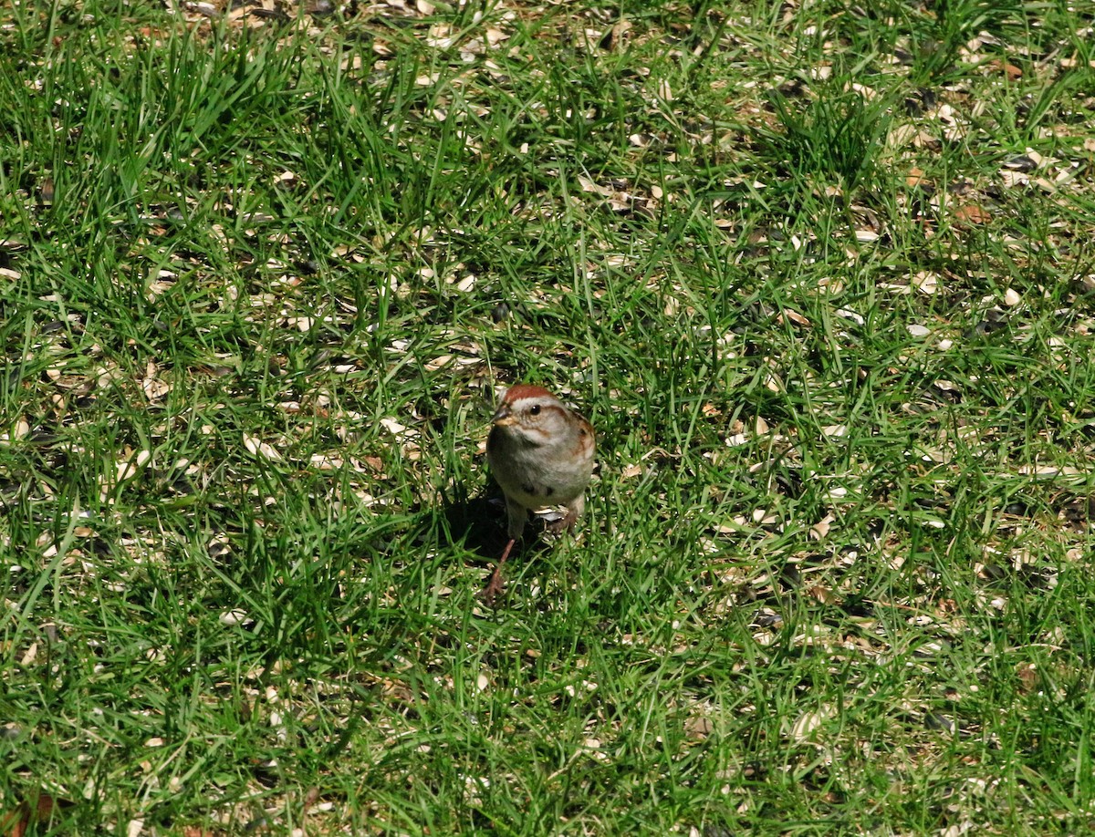 American Tree Sparrow - ML634359405