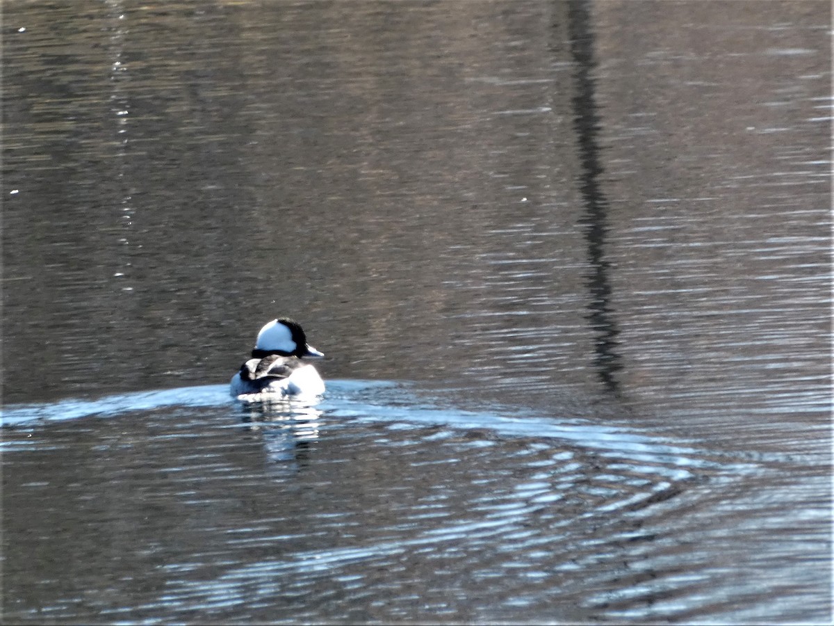Bufflehead - ML634359406